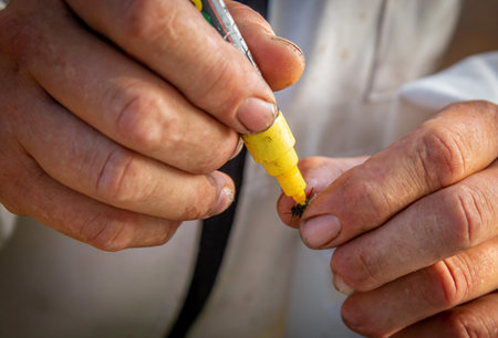 A beekeeper in the apiary marks the queen with a yellow markerの写真素材
