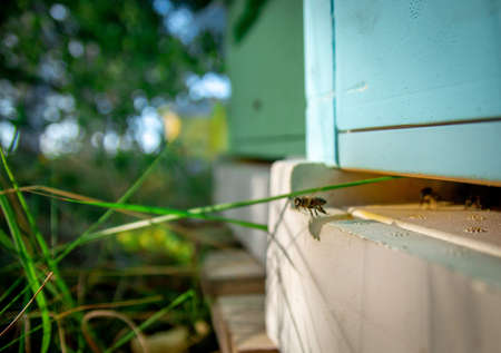 A beekeeper at an apiary holding a frame with honey and beesの写真素材