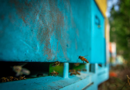 A beekeeper at an apiary holding a frame with honey and beesの写真素材