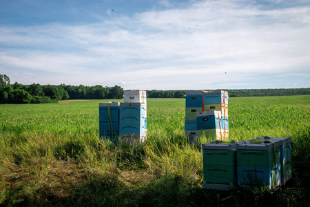 A beekeeper at an apiary holding a frame with honey and bees
