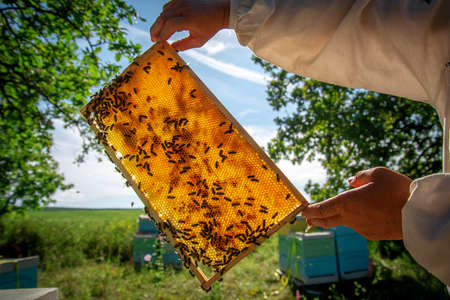 A beekeeper at an apiary holding a frame with honey and beesの写真素材