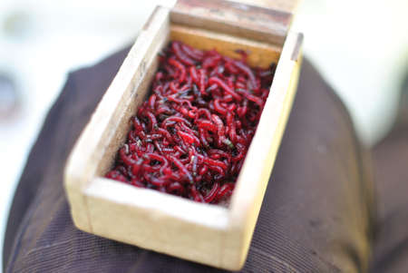 Winter fishing from the ice, bloodworms, bait