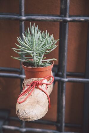 plant in bootの写真素材