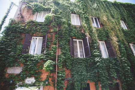 ivy covers almost all the building