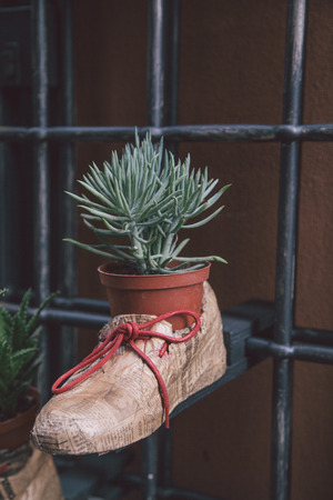 plant in bootの写真素材