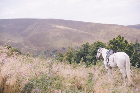 horse in the mountainsの写真素材