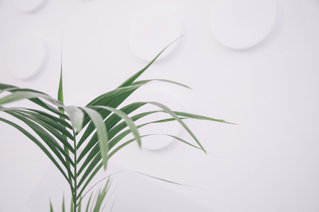 single leaf of palm treeの写真素材