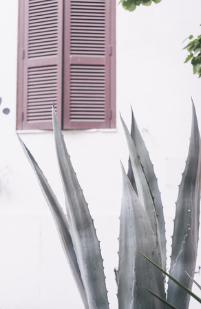 plant aloe in front of window in Romeの写真素材