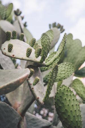 Opuntia ficus-indica on white backgroundの写真素材