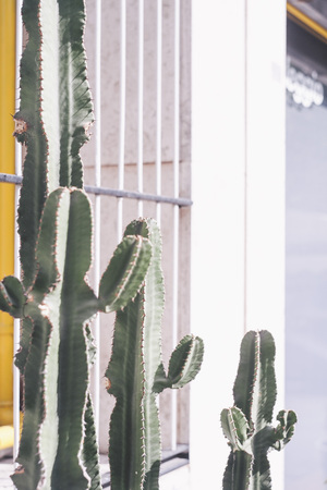 cactus cereus outdoorの写真素材