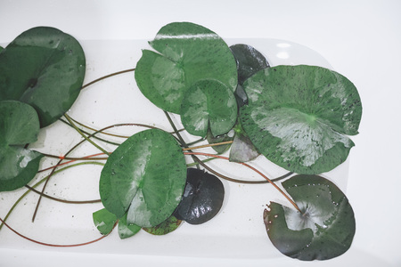 lotus leaves in a bathの写真素材