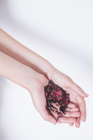 small red autumn leaves in girl's handsの写真素材