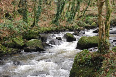 Woodland riverの写真素材