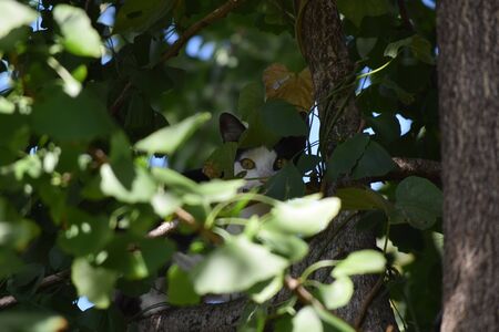 Cat hiding in the treeの写真素材