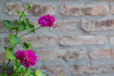 Potted Geranium flower with blur of another flowerの写真素材