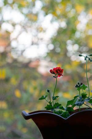 Single red flower on blurred backgroundの写真素材