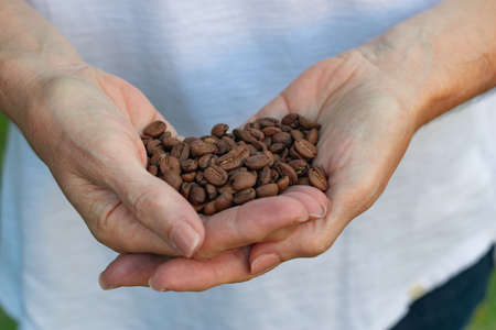 Woman hands holding roasted coffee beansの写真素材