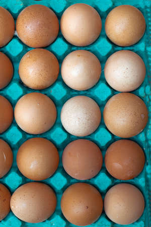 Cyan egg tray with orange eggs