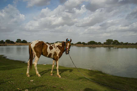 baby horse standing at the shore of a lake, brown horse galloping, brown horse standing beside lake in grass in sunset lightの写真素材