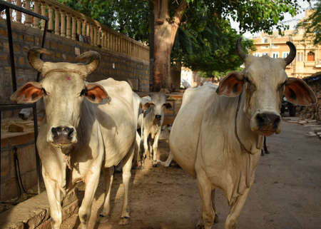 two cows and a calf looking at the camera in middle of the street