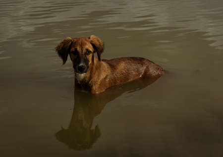 cute brown dog hunting fish standing in the dirty lake water in the evening in summer