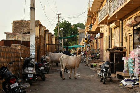 cow standing in the middle ofunnf the road blocking the traffic, not letting anybody go by.のeditorial素材