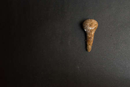 monsoon seasonal mushroom, high in calcium isolated on a black textured backgroundの写真素材