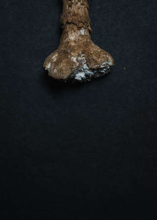 monsoon seasonal mushroom, high in calcium isolated on a black textured backgroundの写真素材