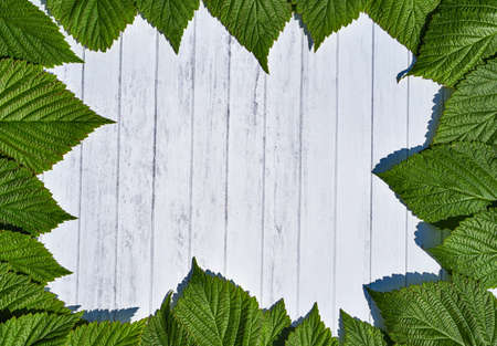 Green leaves frame isolated on white wood background.