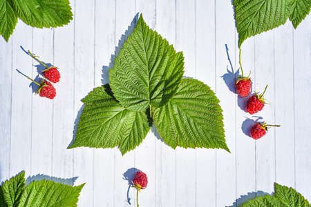 fresh raspberries and raspberry leaves. On white wooden backgroundの写真素材