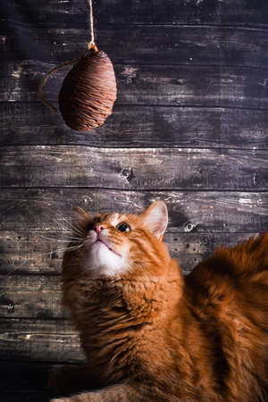 ginger cat plays with a cedar cone on a dark wood backgroundの写真素材