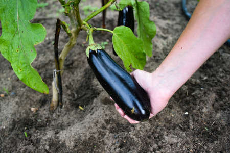 ripe black eggplant growing on a bush in a greenhouse. gardener checks the quality of red pepper in his hand. home gardening concept.の写真素材