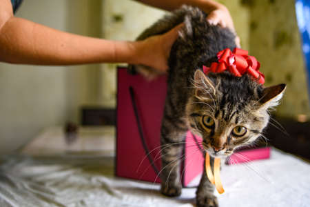 Funny kitten in pink gift. Female hands hold a gift box in which a kitten sits with a red bow. accept gifts conceptの写真素材