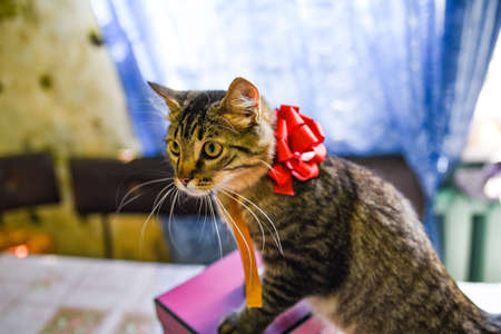 Funny kitten in pink gift. Pink gift box in which a kitten sits with a red bow. accept gifts conceptの写真素材