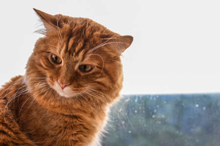 The cat is sadly waiting for the owner.の写真素材