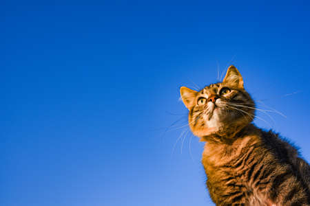 gray cat on a blue background in sunlight. cat in the sky. a pet. beautiful kitten. place for textの写真素材