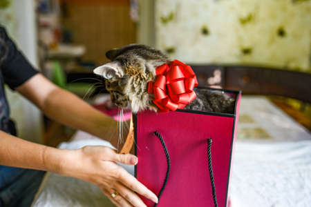 Accept gifts concept. cute beautiful kitten with a red bow on the neck. Female hands are holding a gift. Female hands are holding a kitten.