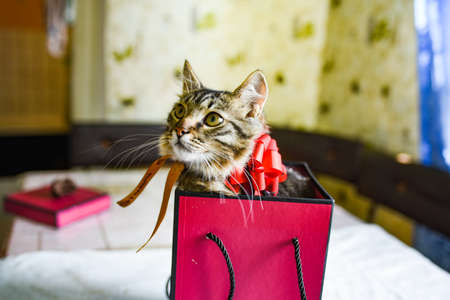 Funny kitten in pink gift. Pink gift box in which a kitten sits with a red bow. accept gifts conceptの写真素材