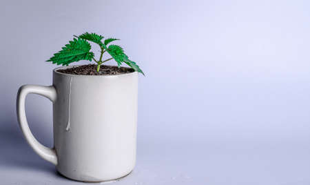 green sprout in a cup on a white background. Financial planning, Money growth concept. Copy spaceの写真素材