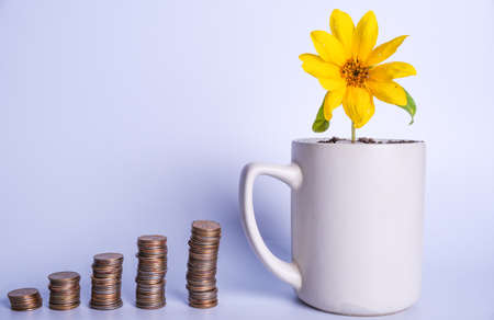 Financial planning, Money growth concept. Yellow flower in a cup and stacks of coins in ascending...