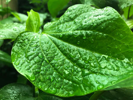 Fresh morning dew Natural background Green eyes look comfortable.