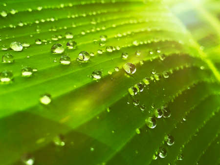 Fresh morning dew Natural background Green eyes look comfortable.の写真素材