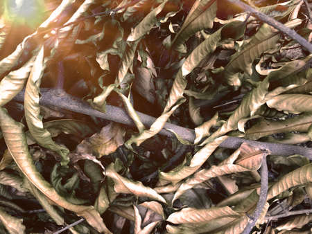 Texture of dry leaves on the lawn,use for backdrop or web design.の写真素材