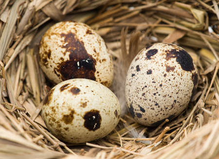 Quail eggs in the nestの写真素材