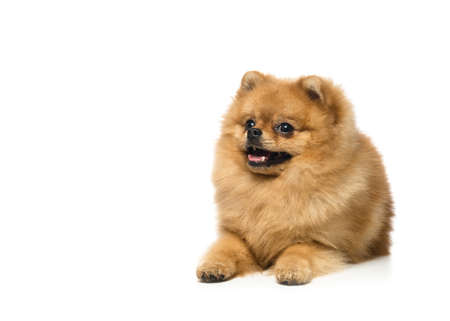 pomeranian puppy isolated on white の写真素材
