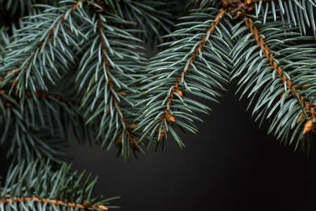 Christmas tree isolated on the black background
