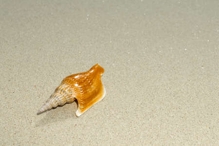 Overhead view of a shell and its shadow on a smooth background of sand  Beautiful beaches scenic 