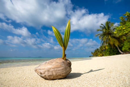 coconut palm on the sandy beach of tropical islandの写真素材