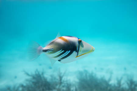 Rhinecanthus or Black Bar Triggerfishの写真素材