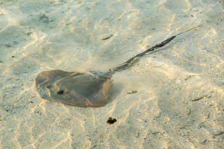 Southern stingray glides stealthily along the sandy sea bottomの写真素材